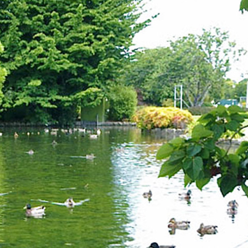 https://parklink.co.nz/wp-content/uploads/2024/08/parklink-cornwall-park-pond-feature.jpg